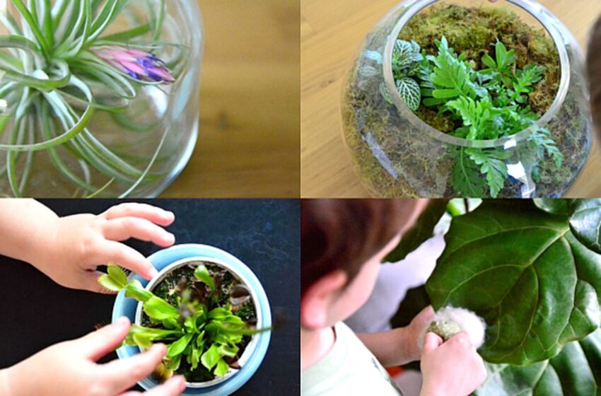  Metode de a scapa plantele de musculite.