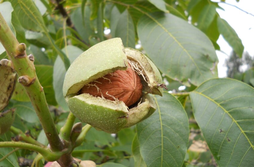  Boli care se trateaza  cu preparate obtinute din nuc