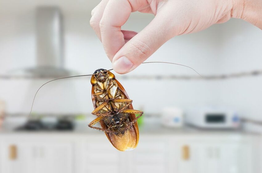  Metode naturale pentru  a scapa de gândacii de bucătărie.