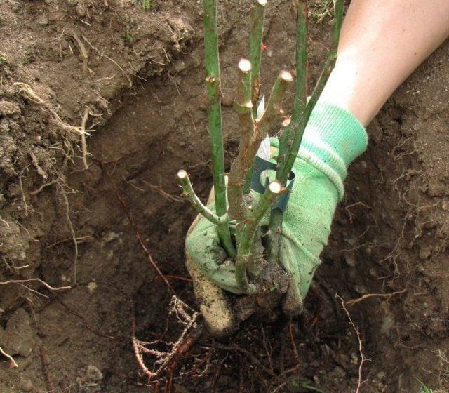  Plantarea trandafirilor toamna – instrucțiuni pas cu pas pentru începători