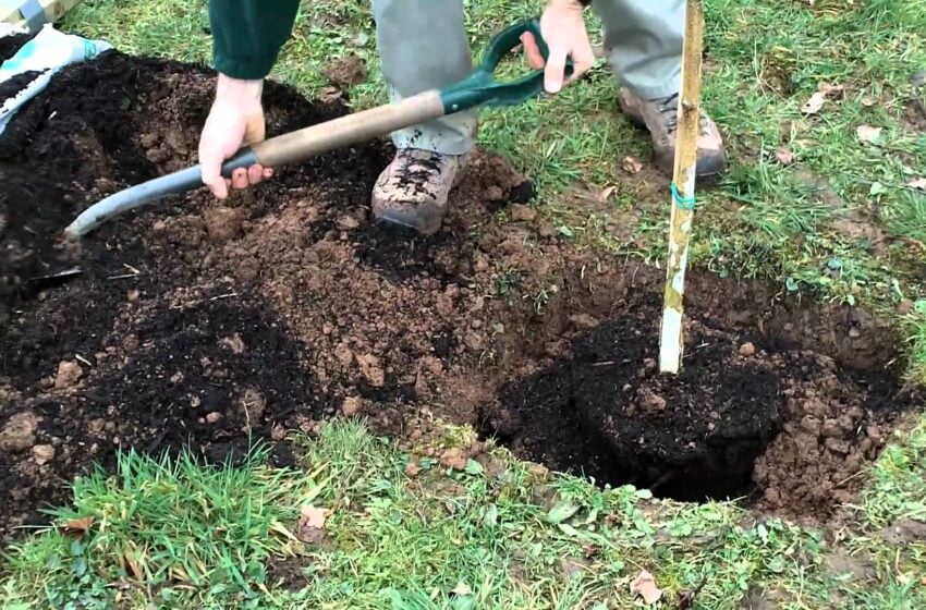  Plantarea pomilor fructiferi toamna