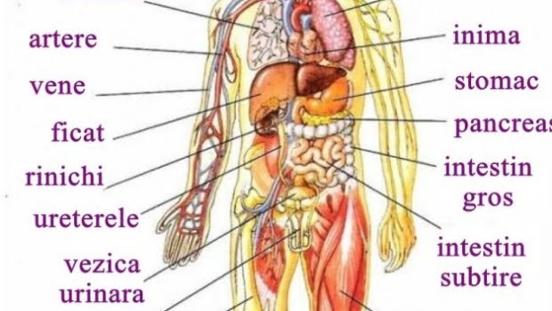 Orarul organelor noastre. Fiecare organ are o activitate de 2 ore.