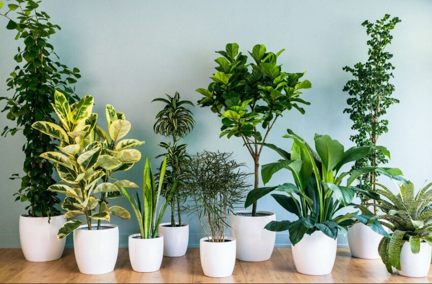  Fertilizatori naturali pentru plantele de interior.