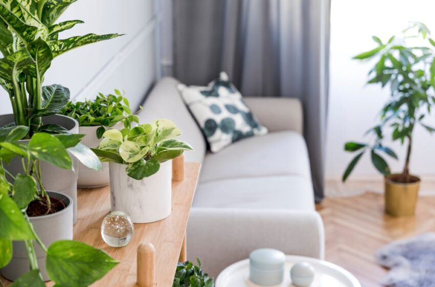  Plante care-ti parfumează casa si in acelasi timp iti aduc un plus de sănătate și o stare de bine