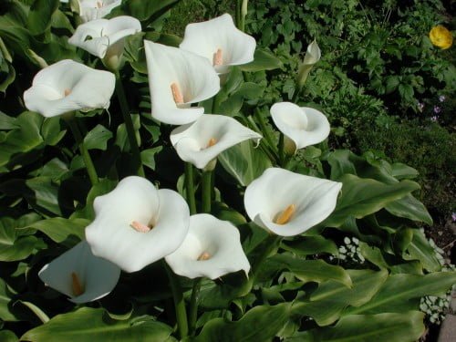  Plante de interior care absorb umiditatea din casa