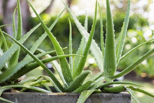  Cum se utilizează o frunză de Aloe vera