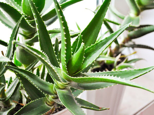  Modul de folosire a plantei aloe in toate afectiunile aparatului respirator.