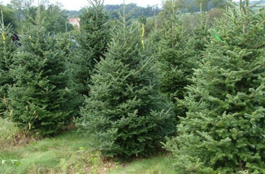  Curiozități despre bradul de Crăciun.