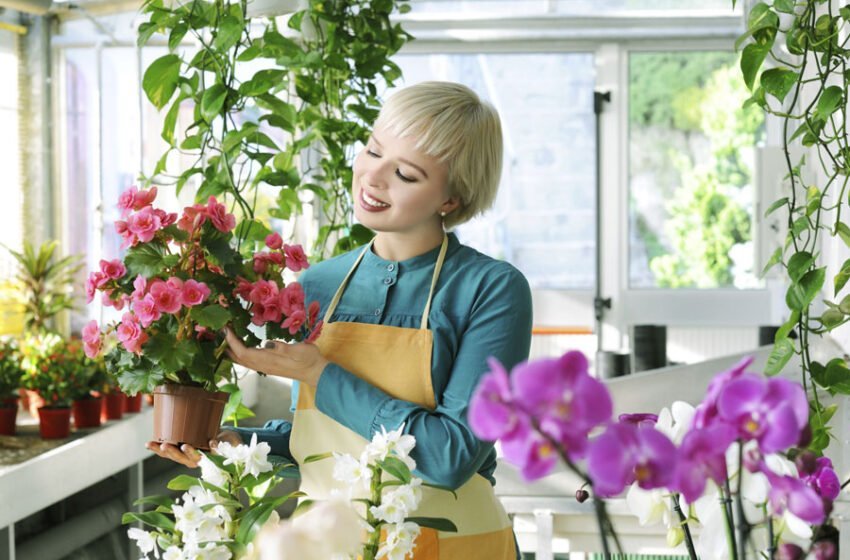  7 bauturi cu care poți uda plantele de interior.