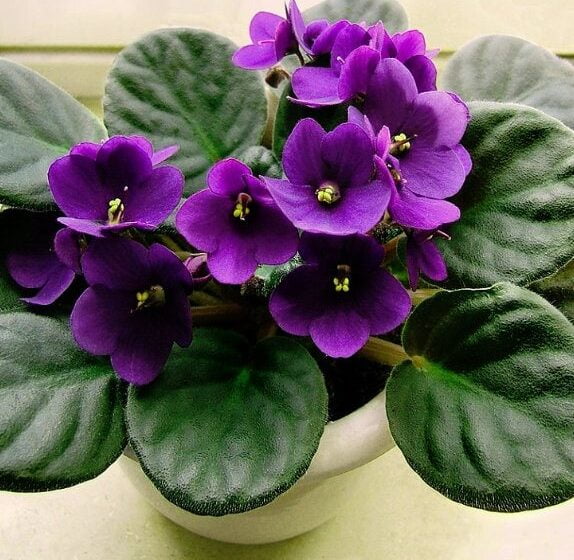  Plante de interior donatoare de energie pozitiva , de calm., bunastare..si in ce loc este bine sa le ținem.