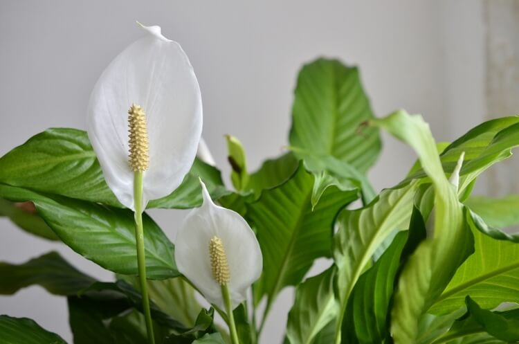 Plante de interior ideale pentru dormitor