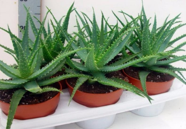  De ce este bine sa avem o plantă de Aloe Vera in casa.