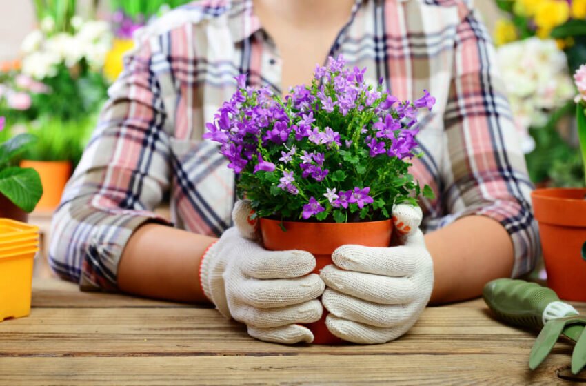  Ce insecte îți atacă plantele din ghivece și cum sa scapi de ele, dar și de mucegai.