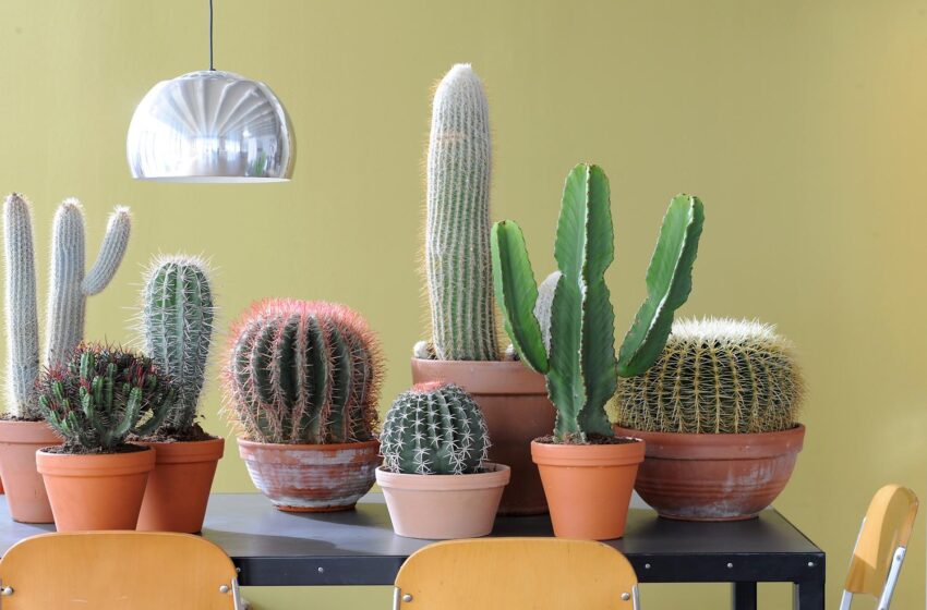  Pot păstra un cactus în apartamentul meu? Iată ce spune Feng Shui despre acest subiect.
