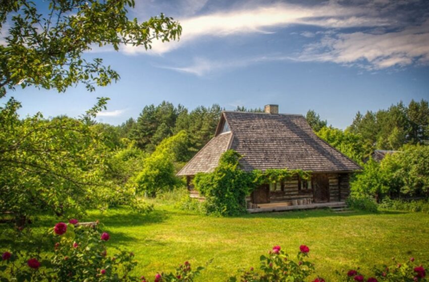  Copaci care merită plantați pe lângă casă, aduc bunastare în casa
