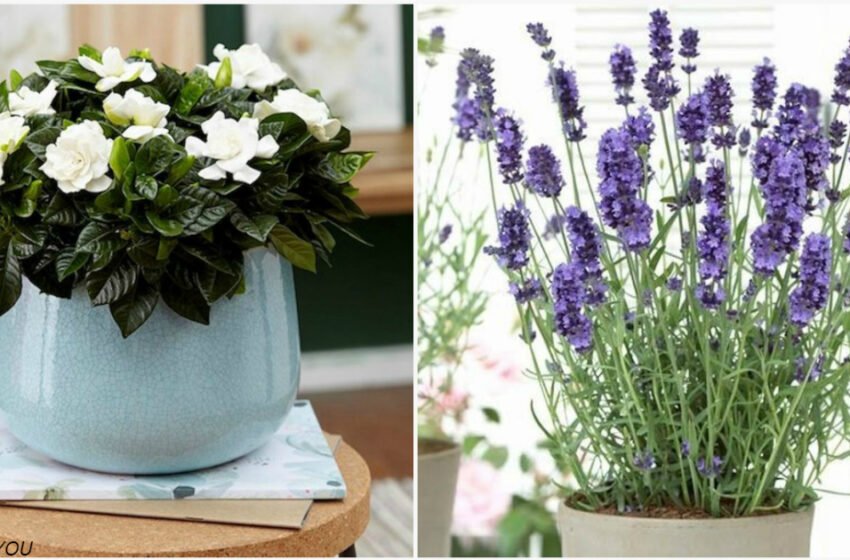  5 plante de apartament cu cel mai plăcut miros: emana parfum în întreaga casa