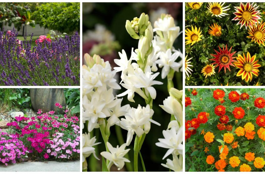  Florile care se plantează primăvara și înfloresc toată vara