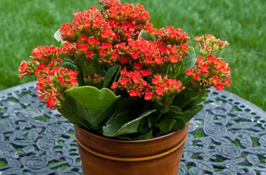 Cum tratează bunica cu planta Kalanchoe negii, nasul înfundat, varicele, durerile de dinți…etc.