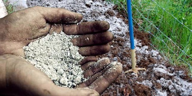  Remedii populare eficiente pentru hrănirea roșiilor și castraveților – rețete dovedite.