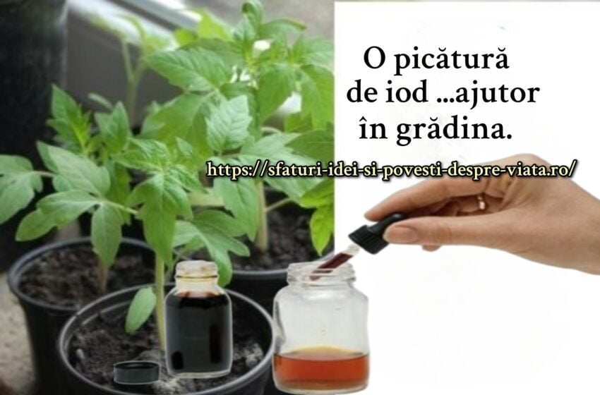  O picătură de iod și nu mi-am recunoscut grădina!