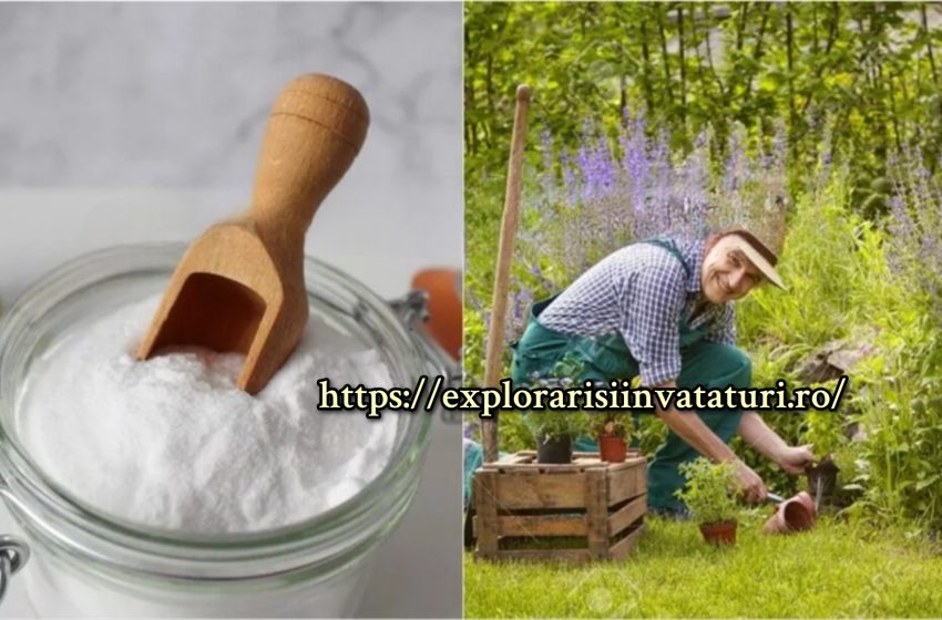  Bicarbonatul de sodiu este considerat o comoară în grădină:1 pachet este suficient pentru tot sezonul, efectul este neprețuit!
