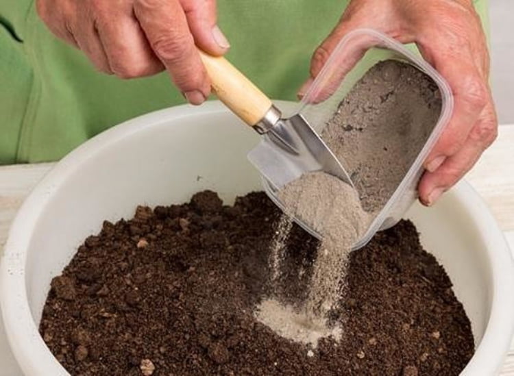  Care plante nu pot fi hrănite cu cenușă și care plante au nevoie de cenușă