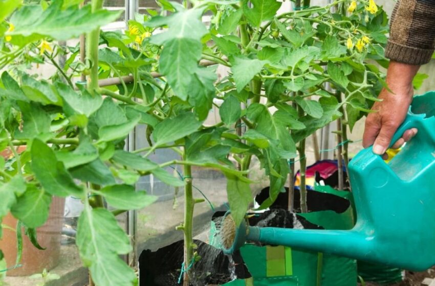  Rețete de casă pentru a înlocui stimulenții de creștere a plantelor