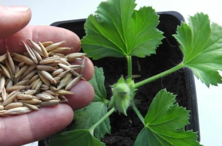  Beneficiile grâului pentru plante