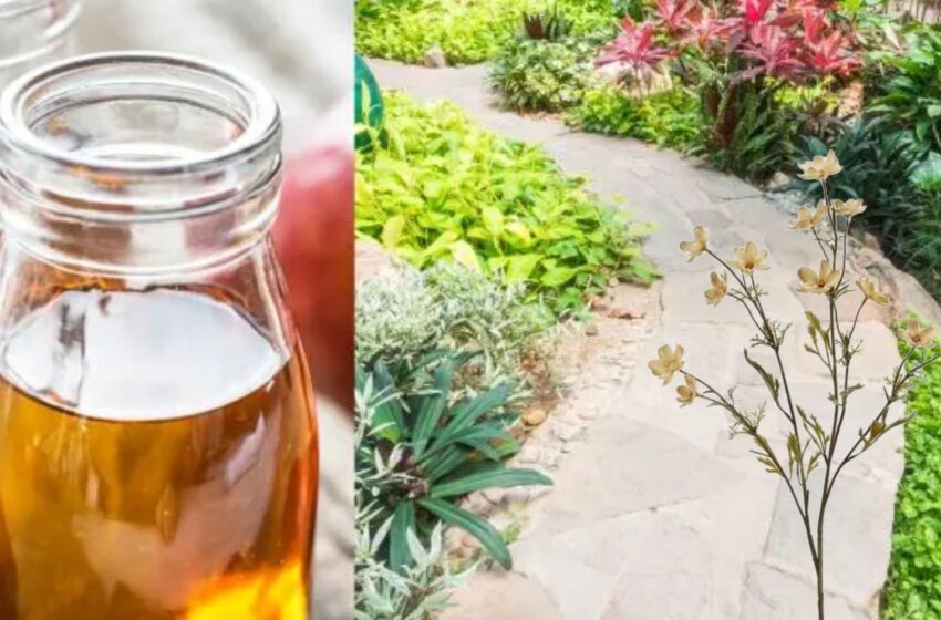  Utilizările otetului pentru plantele și grădina dvs.