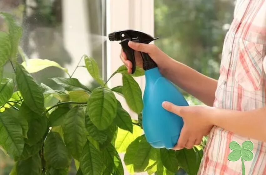  Acest compost simplu vă va garanta florile și plantele cu înflorire rapidă și frunziș luxuriant.