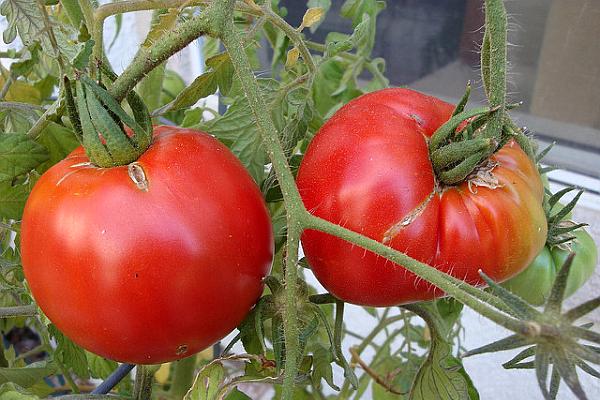  Produse naturale folosite la stropirea roșiilor pentru o recolta frumoasa