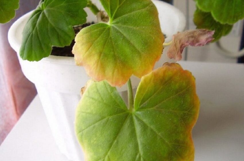  4 remedii casnice pentru a împiedica îngălbenirea plantelor de interior