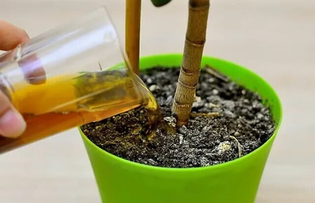  10 cele mai bune pansamente pentru florile de interior.