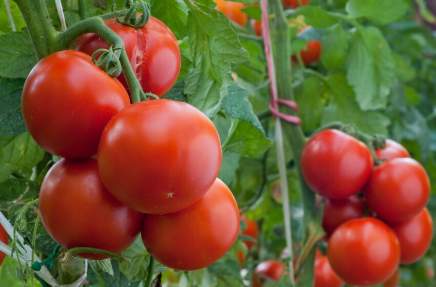  Tratamente bio pentru roșii ,pentru întărirea și tratarea împotriva bolilor