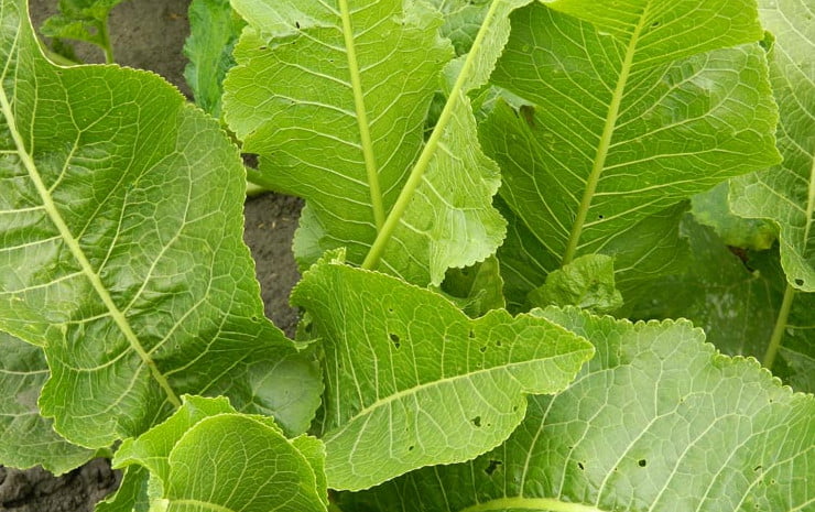  Încă din  antichitate, vindecătorii tradiționali știau despre bogatele proprietăți naturale ale frunzelor de hrean. De ce este atât de prețioasă?
