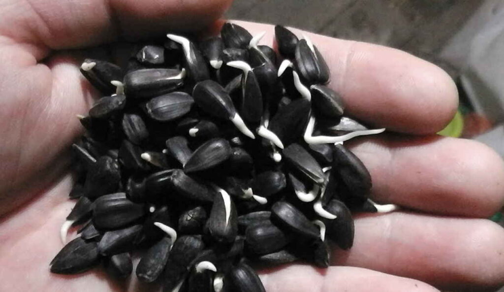 Această imagine are atributul alt gol; numele fișierului este от-рака-семечки-2-1024x593.jpg