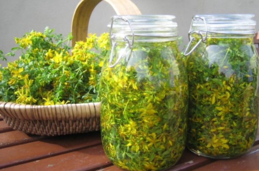  Sunătoarea tratează aproape orice fel de boală