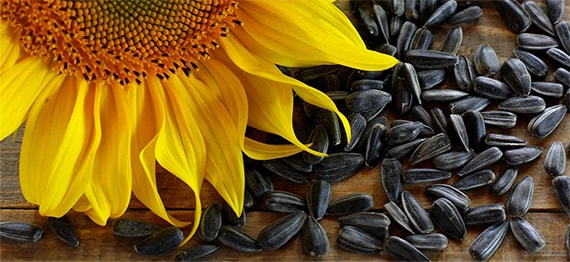  Semințe de floarea-soarelui crude pentru curățarea întregului corp. Iată rețeta!