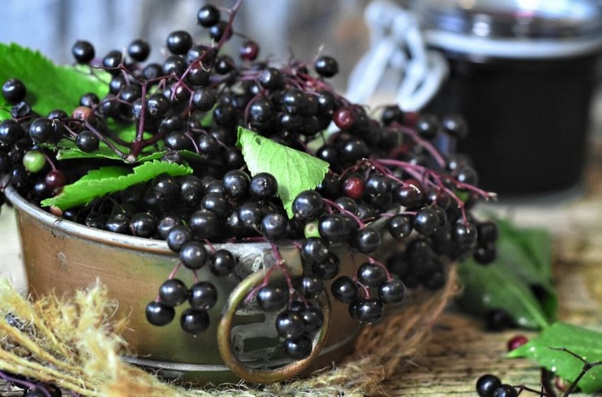  Efectele benefice ale socului bogat în antioxidanți