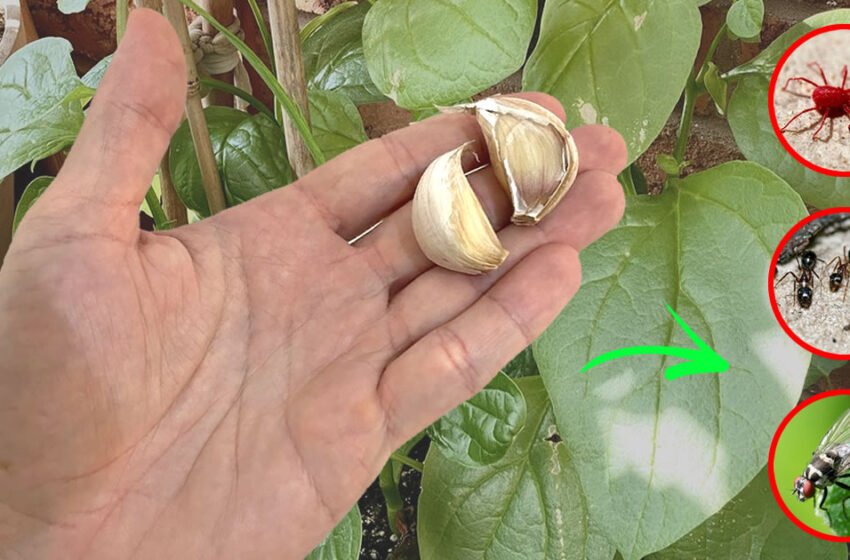  Cele mai bune remedii naturale împotriva insectelor din grădină, dar și a plantelor de interior
