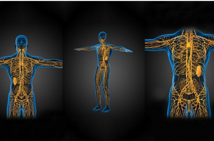  7 exerciții pentru a îmbunătăți funcționarea sistemului limfatic