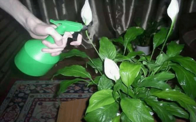  Șapte trucuri pentru ca florile de interior să crească frumos