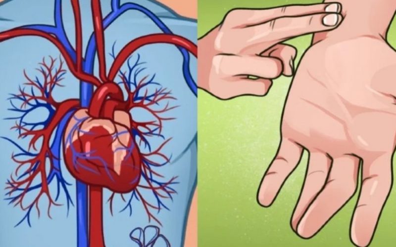  Tensiunea arterială, ritmul cardiac și circumferința taliei: valori normale ȘI atunci când sănătatea dumneavoastră este în pericol
