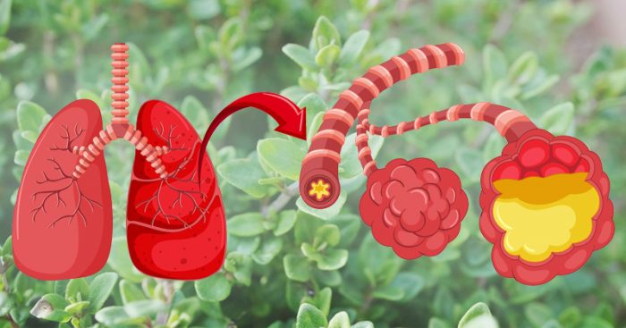  Curățați-vă plămânii și întăriți-vă sistemul respirator cu ACESTE 6 plante