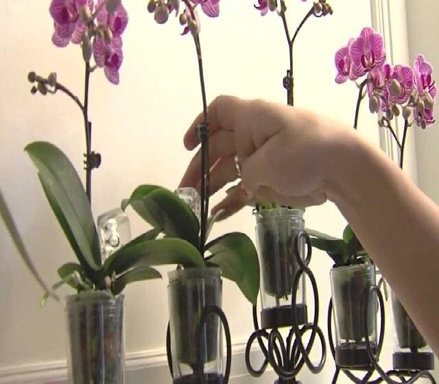  Înflorirea orhideelor poate fi stimulată în felul următor: