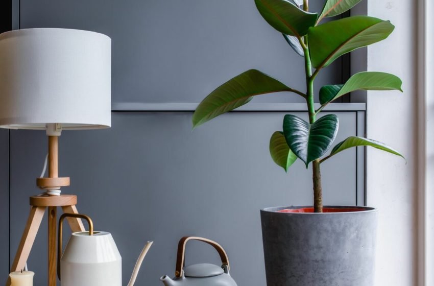  9 plante de interior care reduc problemele respiratorii