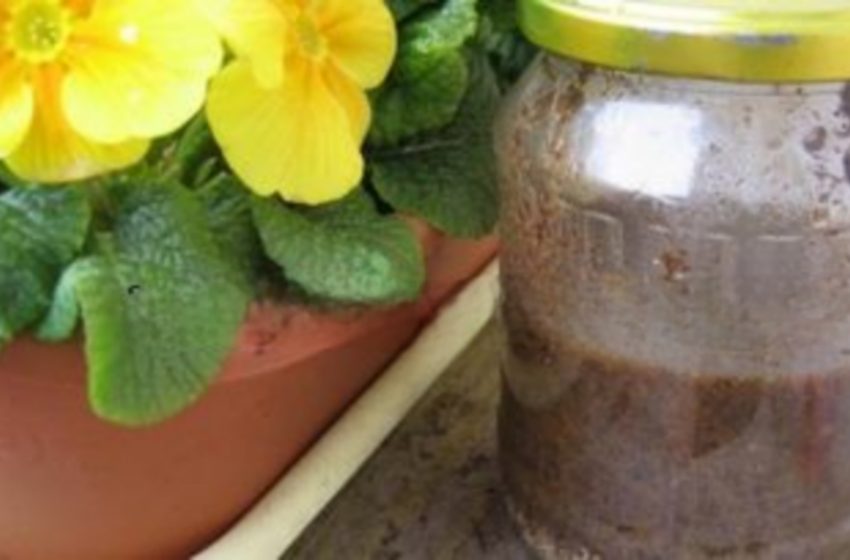  Cum să faci îngrășământ pentru flori din cafea, coajă de banană și coajă de ouă