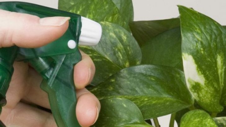  5 motive pentru cei care cresc plante în ghivece sau în grădină să folosească scorțișoară…