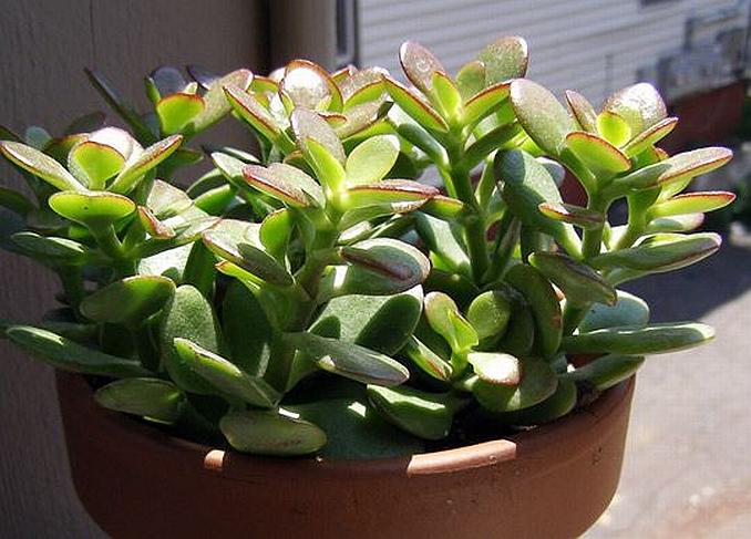  Arborele banilor -,,Crassula”-De ce este bine să o avem în casa