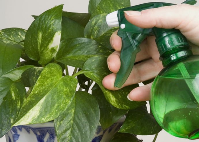  Vrei ca plantele tale de interior să înflorească chiar și iarna? Cu această rețetă uimitoare de casă, plantele tale de apartament vor fi întotdeauna sănătoase. Vă vor încânta! ﻿